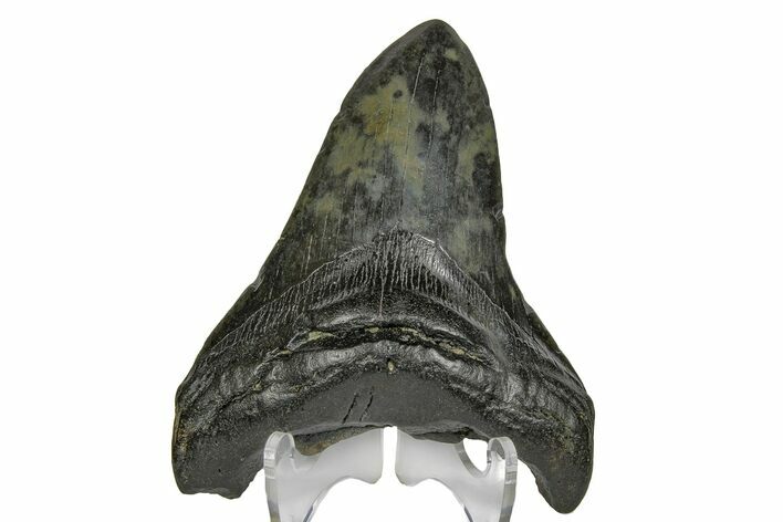 Fossil Megalodon Tooth - South Carolina #169195